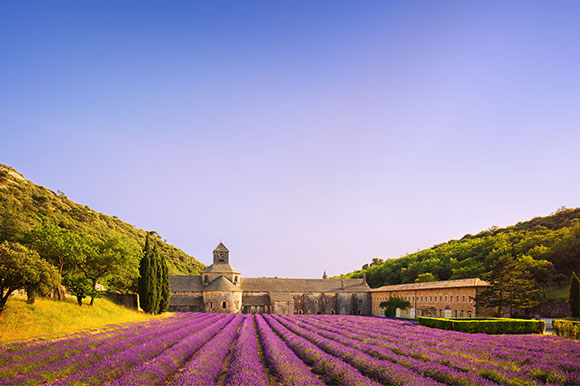 champ de lavande en Provence